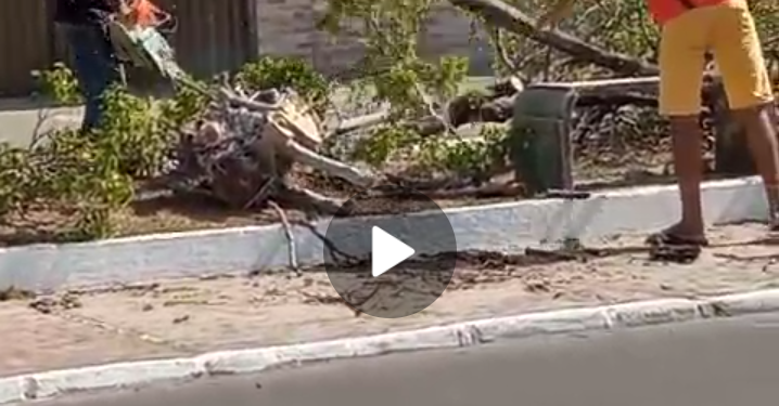 Porto Rico – Prefeito da carta branca e Secretário de Meio Ambiente municipal mete o motosserra em árvores